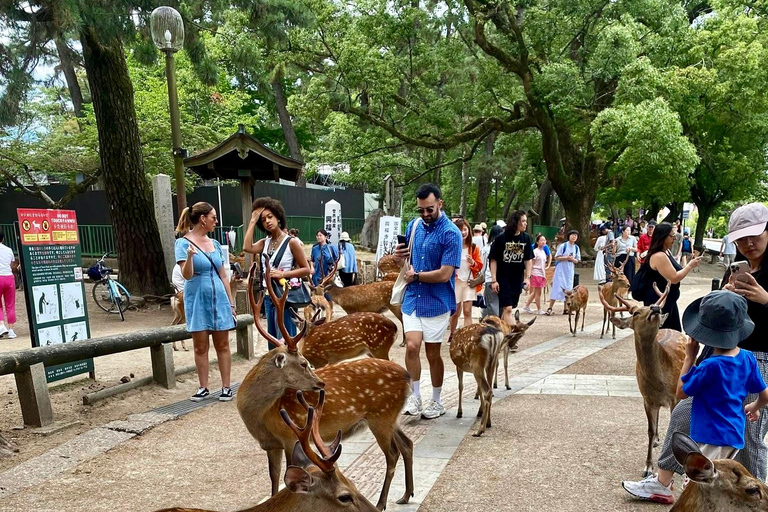 كيوتو/نارا: جولة عائلية ممتعة وثقافية بالسيارة مع خدمة التوصيل من الفندق