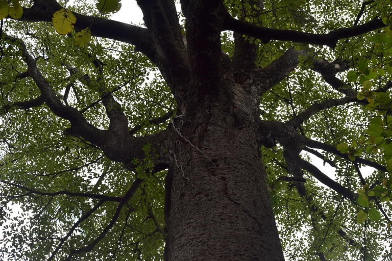 Moshi: Rau-Wald (Wanderung oder Radtour)Wandern im Rau-Wald