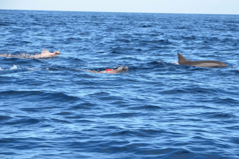 Île aux Bénitiers in motoscafo + nuoto con i delfini e pranzo