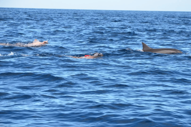 Bateau à moteur sur l&#039;île aux Bénitiers + nage avec les dauphins et déjeuner