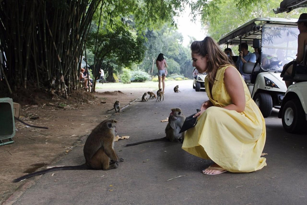 Ab Kandy: Tour zum Königlichen Botanischen Garten und zur Teefabrik mit Abholung und Rücktransfer
