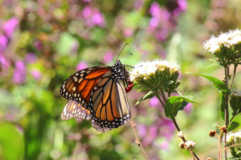 Sierra Chincua and Tlalpujahua: Monarch Butterflies and a Magical Town
