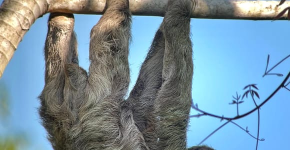 Manuel Antonio: National Park Guided Nature Walking Tour