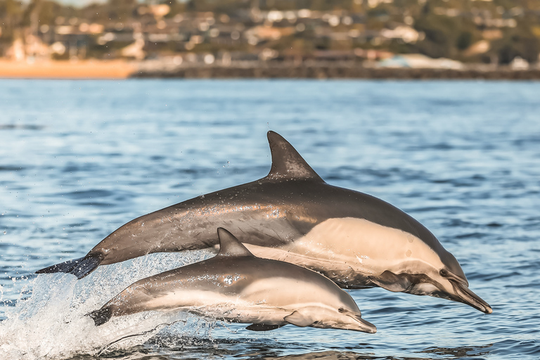 Newport Beach: 2 timmars valskådningsturNewport Beach: Valskådning på två timmars båtutflykt