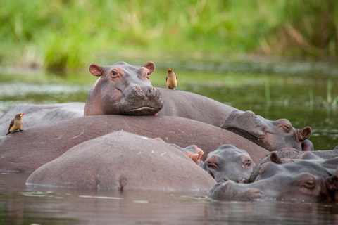 Uganda: 2-dniowe krótkie safari w Parku Narodowym Wodospadów Murchisona