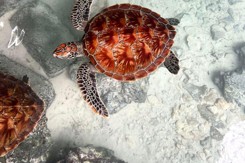 ZANZIBAR: Salaam Cave Sea Turtle Swim, Feed & Hotel Transfer