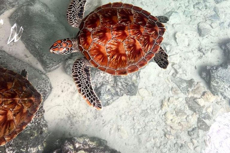 ZANZIBAR: Salaam Cave Sea Turtle Swim, Feed & Hotel Transfer