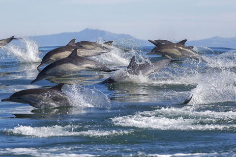 Visite des dauphins, visite des étoiles de mer, lagon bleu, The Rock, Jozani