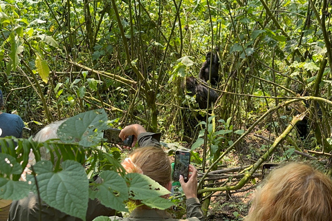 Viagem de 11 dias para fazeres uma caminhada com chimpanzés, seguires os gorilas e veres a vida selvagem