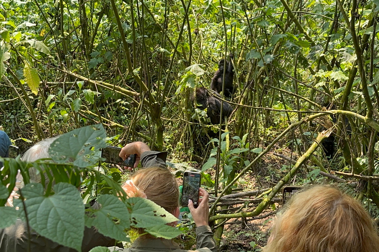 Viagem de 11 dias para fazeres uma caminhada com chimpanzés, seguires os gorilas e veres a vida selvagem