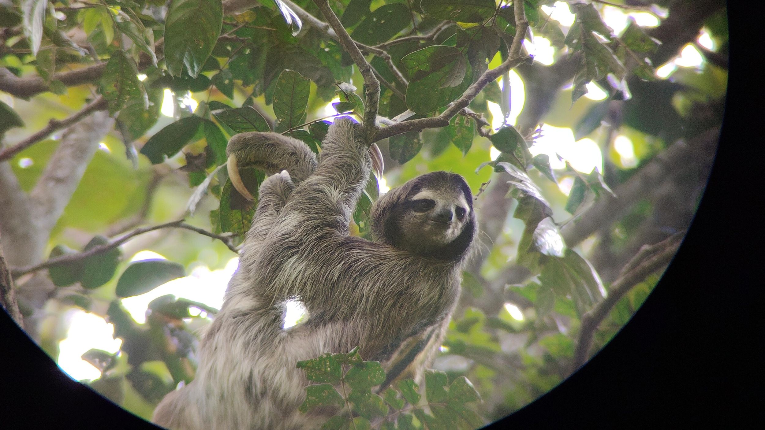 Puerto Limón: Cahuita-Nationalpark & Tortuguero-Kanal