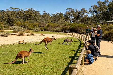 Brisbane: Lone Pine Koalas & Aussie Wildlife Guided Tour