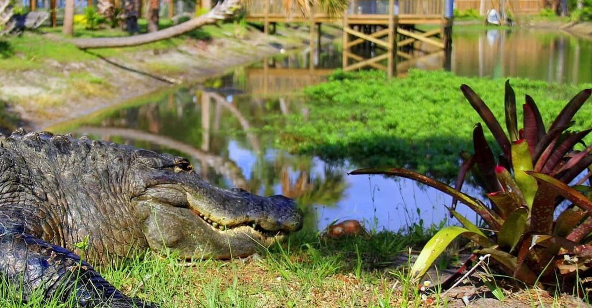 Orlando, Wild Florida Airboats & Gator Park Experience - Hizvo