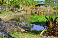 Orlando, Wild Florida Airboats & Gator Park Experience - Hizvo