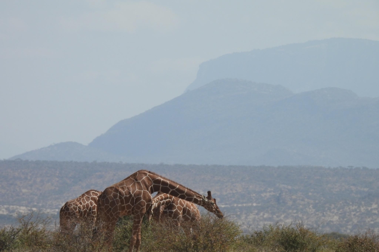 Au départ de Nairobi : 3 jours de safari dans la région de Samburu
