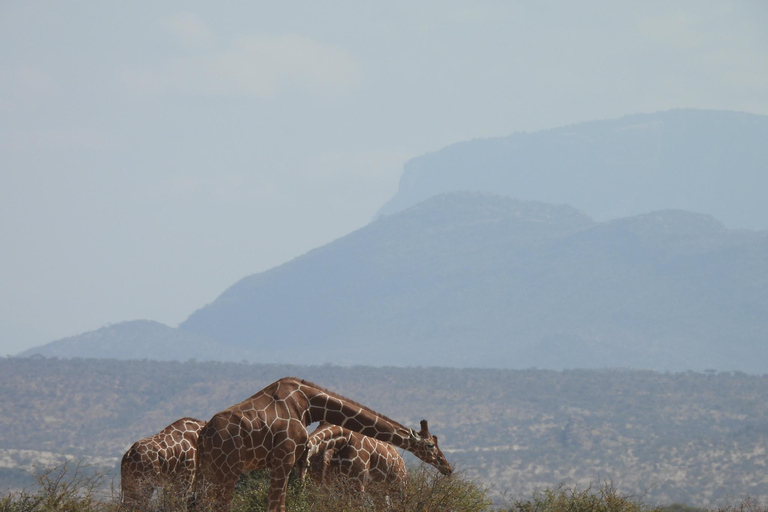 From Nairobi: 3 Days Samburu Wildlife Safari