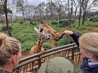 Elephant Orphanage and Giraffe Center Tour con opzioni - Hizvo
