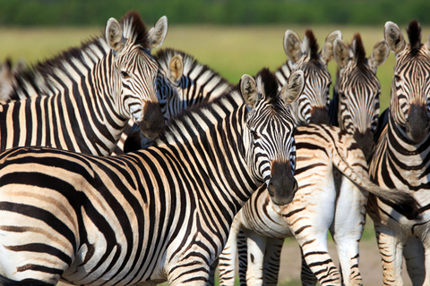 3-tägige Safari: Das Beste der Masai Mara in Kenia3-tägige Safari zu den Highlights der Masai Mara in Kenia