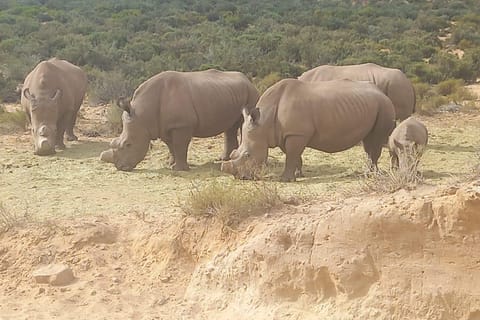 Cape Town Big Five Safari Game Reserve Sunset Lunch & Pickup