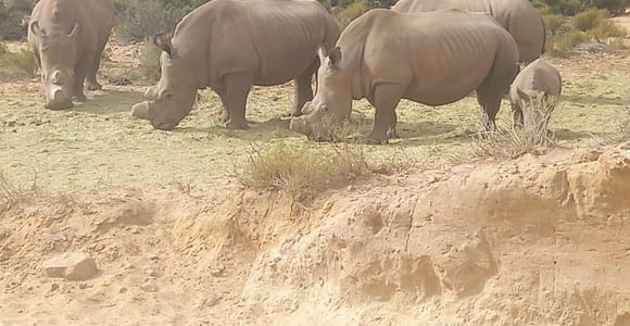 Kapstadt: Big-Five-Safari im Wildreservat – Pirschfahrt bei Sonnenuntergang