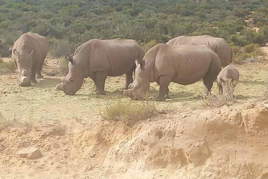 Kapstadt: Aquila Game Reserve Sunset Game Drive. Foto: GetYourGuide