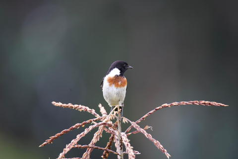 Kigali: 5-Day Birdwatching Tour Across Rwanda