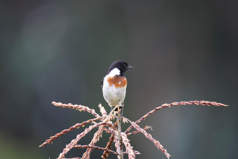 Kigali: 5-Day Birdwatching Tour Across Rwanda