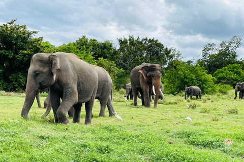 Minneriya National Park: Elephant Watching Safari with Guide Minneriya National Park: Sunrise Elephant Safari with Guide