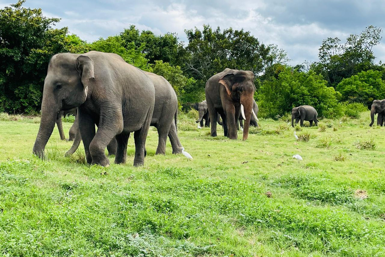 Minneriya National Park: Elephant Watching Safari with Guide Minneriya National Park: Sunrise Elephant Safari with Guide