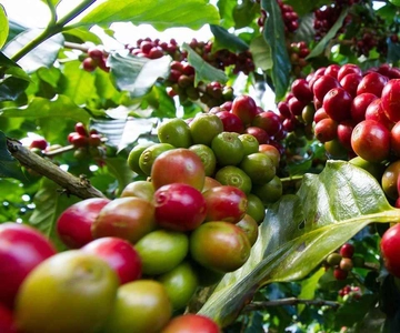 Fairview Coffee Farm Day Tour in Nairobi with Pickup