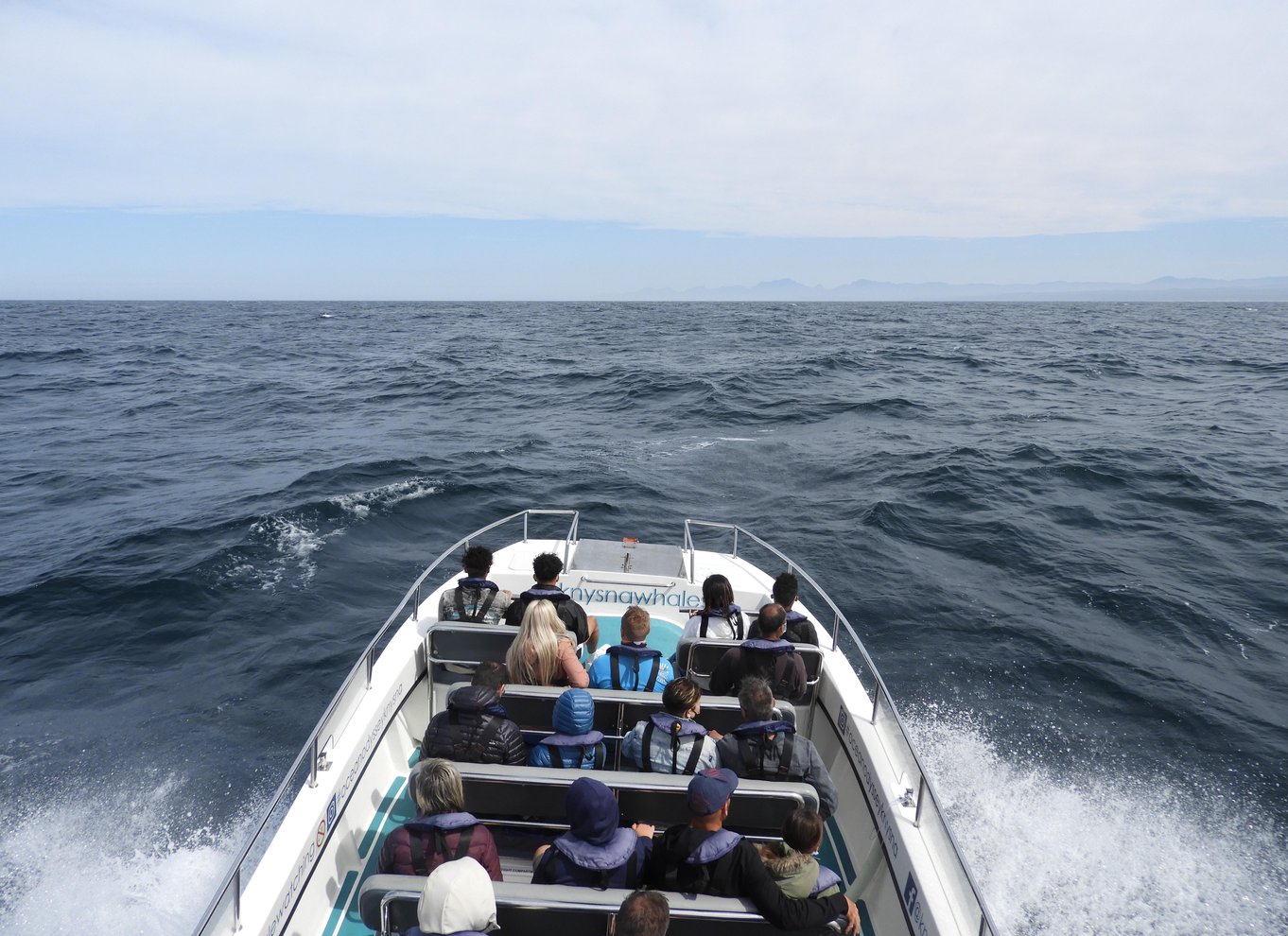 Knysna: Close Encounter Whale Watching Tour med bådtur