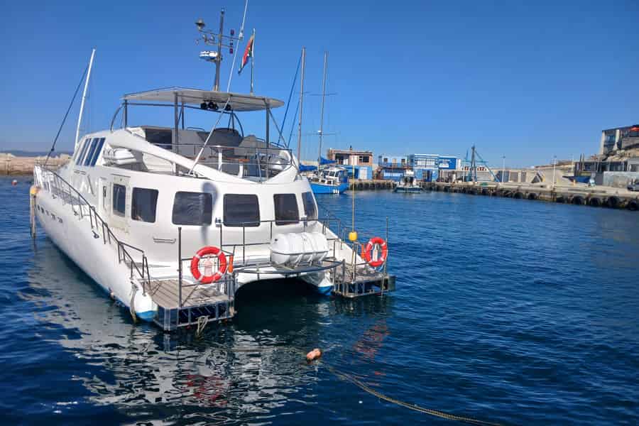 Kapstadt: Whale Watching in Hermanus, Steinschmätzer und Wein. Foto: GetYourGuide Kapstadt: Whale Watching in Hermanus, Steinschmätzer und Wein. Foto: GetYourGuide