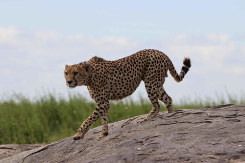 4-tägige Weihnachts- und Silvester-Safari in Tansania