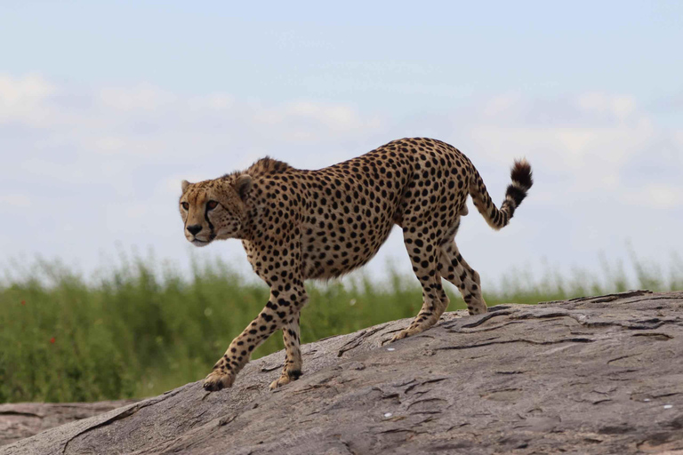 Séjour safari de 4 jours en Tanzanie à Noël et au Nouvel AnSéjour de 4 jours en Tanzanie pour Noël et le Nouvel An