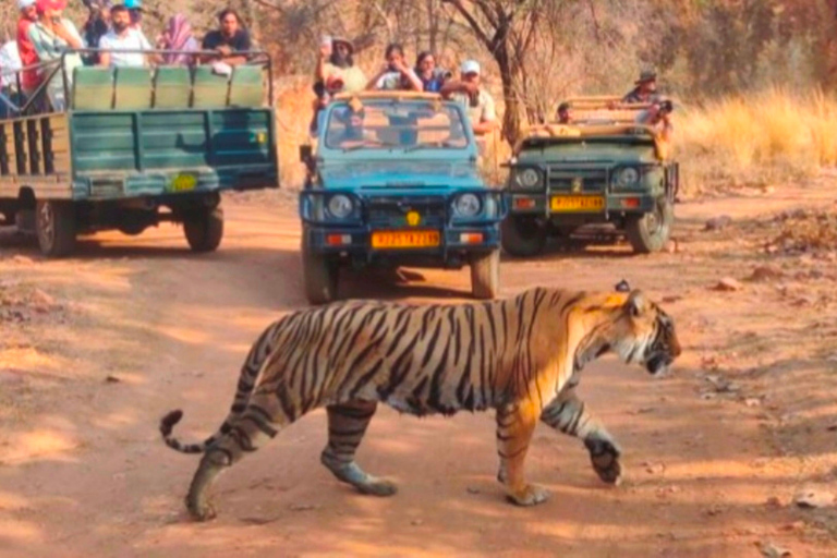 De Jaipur: Ranthambore Tiger Safari Viagem de 1 dia