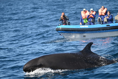 Whale and Dolphin Watching with Vila Franca Islet Visit