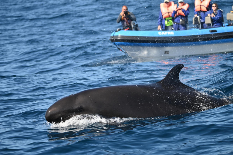 Whale and Dolphin Watching with Vila Franca Islet Visit