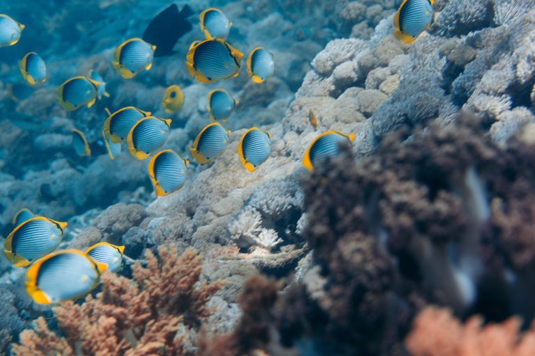 From Bali: Private Half-Day Snorkeling Tour to Nusa Penida Half Day Private Boat Trip with Hotel Transfers