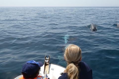 Sesimbra: Tour in barca per l&#039;osservazione dei delfini di Arrábida con biologoSesimbra: Tour in barca con biologo per l&#039;osservazione dei delfini di Arrábida