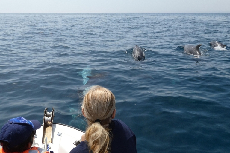 Obserwacja delfinów w parku przyrody Arrábida