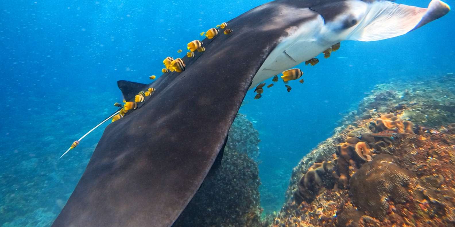 From Bali: Snorkeling at Manta Point Nusa Penida & Land Tour