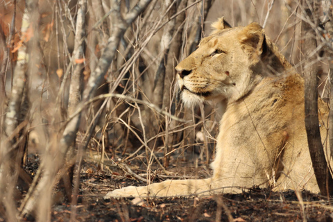3 dagar Amboseli &amp; Tsavo West: Oförglömligt äventyr