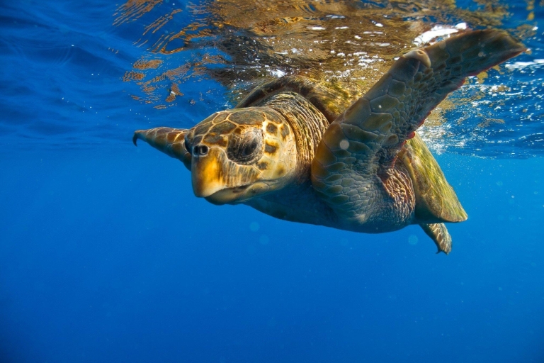 Zakynthos: Schildkröteninsel-Kreuzfahrt mit Badestopp