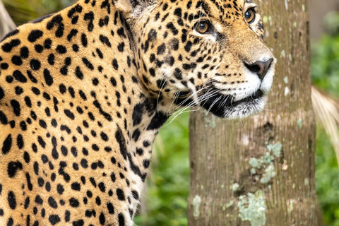 São Paulo: Simba Safari Entry Ticket