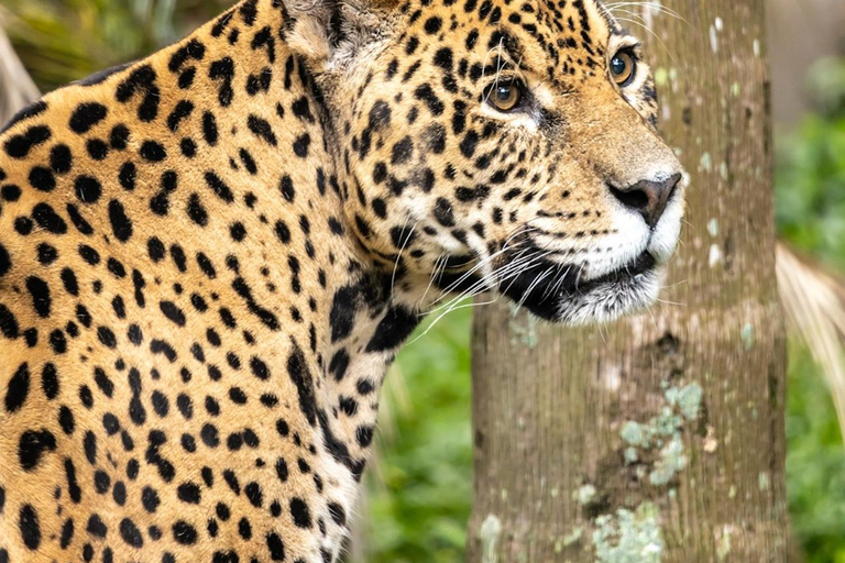 São Paulo: Simba Safari Entry Ticket