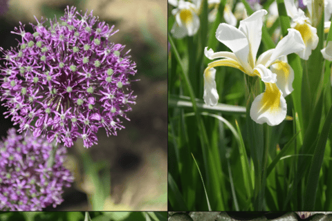 Discover the magnificent nature in Baku Central Botanical Garden Discover the Magnificent Nature at Baku Central Botanical Garden