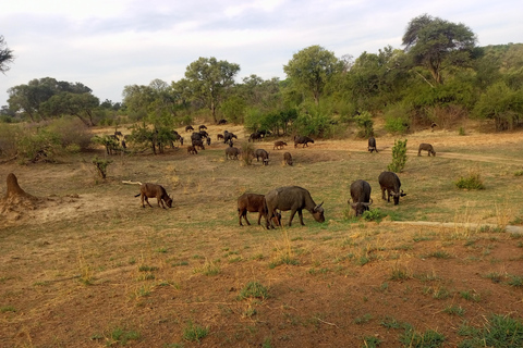 Cataratas Victoria: Visitas guiadas y traslados