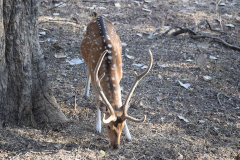 8-daagse Gouden Driehoek India met Wild Life Tour vanuit Delhi