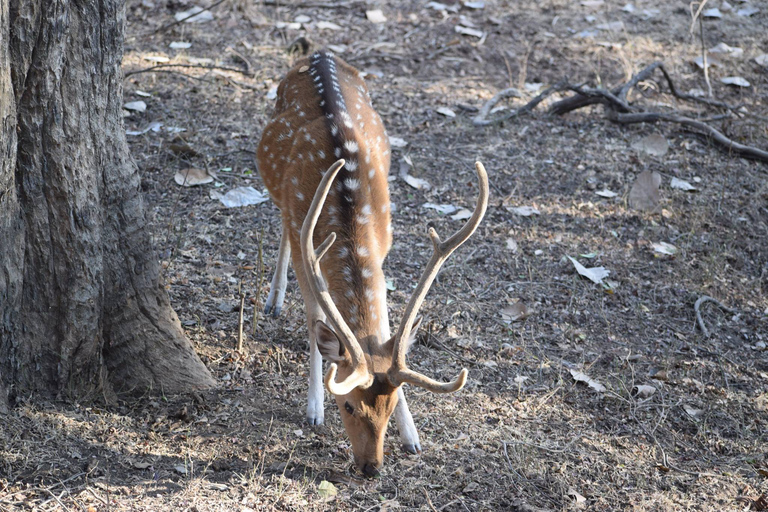 8 Tage Goldenes Dreieck Indien mit Wild Life Tour ab DelhiTour mit Auto & Fahrer mit Guide