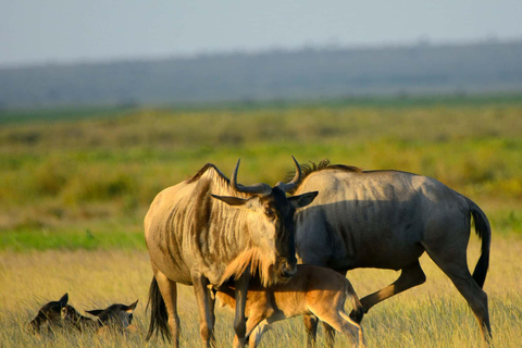 4-Days Group Safari Tour Tarangire, Serengeti & Ngorongoro 4-Days Group Safari Tarangire, Serengeti & Ngorongoro